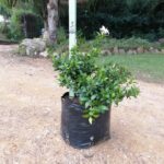 Jasminum Multipartitum 10lt