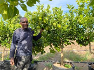 Novelty Naartjie 125lt - Citrus unshiu