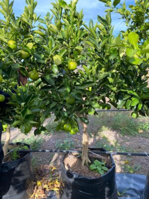Washington Navel Orange Tree 125lt