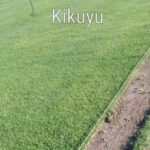 Kikuyu Grass