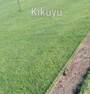 Kikuyu Grass
