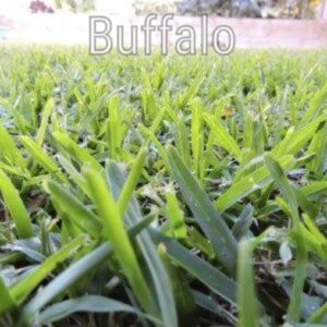 Buffalo Grass