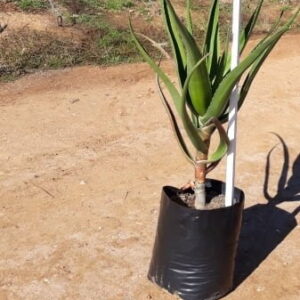 Tree Aloe 20lt (Aloidendron Barberae)