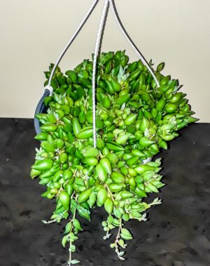 Senecio Radicans (String of Bananas) 20cm hanging basket