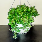 Senecio Radicans (String of Bananas) 20cm hanging basket