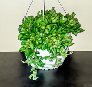 Senecio Radicans (String of Bananas) 20cm hanging basket