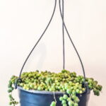String of Pearls (Senecio Rowleyanu) 20cm hanging basket
