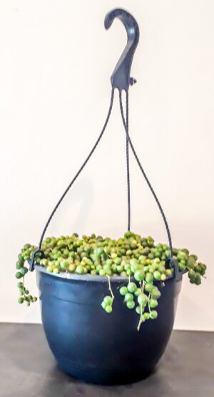 String of Pearls (Senecio Rowleyanu) 20cm hanging basket