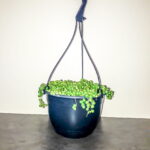 String of Pearls (Senecio Rowleyanu) 20cm hanging basket
