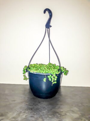 String of Pearls (Senecio Rowleyanu) 20cm hanging basket