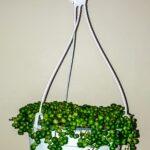 String of Pearls (Senecio Rowleyanu) 20cm hanging basket