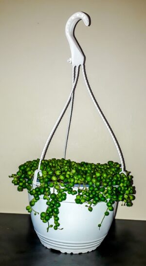 String of Pearls (Senecio Rowleyanu) 20cm hanging basket