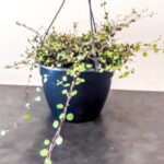Muehlenbeckia Complexa (Maidenhair Vine) 20cm Hanging Basket