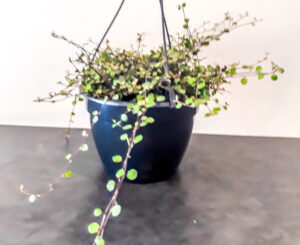 Muehlenbeckia Complexa (Maidenhair Vine) 20cm Hanging Basket