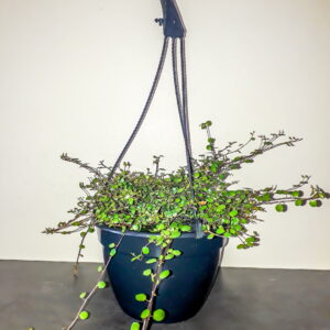 Muehlenbeckia Complexa (Maidenhair Vine) 20cm Hanging Basket