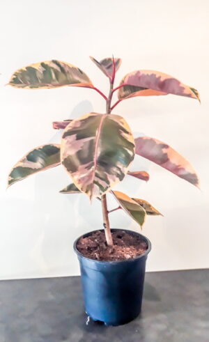 Ficus Belize 24cm