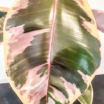 Ficus Belize 24cm