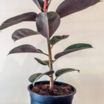 Ficus Elastica Robusta 19cm Pot
