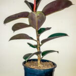 Ficus Elastica Robusta 19cm Pot