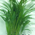 Areca Palm 19cm Pot (Bamboo Palm)