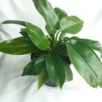 Philodendron Imperial Green 19cm Pot