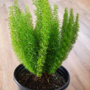 Asparagus Densiflorus Meyersii 17cm