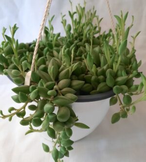 Senecio Radicans (String of Bananas) 20cm hanging basket