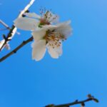 Almond Tree (Prunus Dulcis) 20lt