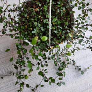 Muehlenbeckia Axillaris (Creeping Wire Vine) 20cm Hanging Basket
