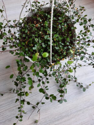 Muehlenbeckia Axillaris (Creeping Wire Vine) 20cm Hanging Basket