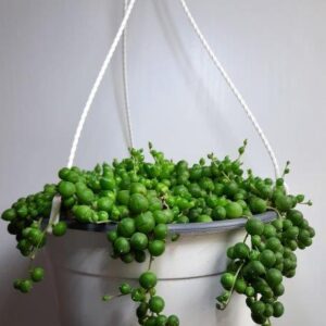 String of Pearls (Senecio Rowleyanu) 20cm hanging basket