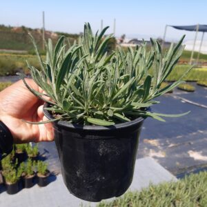 20201006_103519-002-scaled-1.jpg Lavender Magaret Roberts-17cm