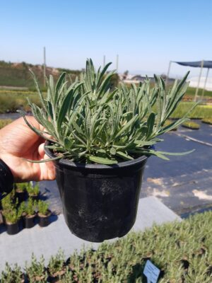 Lavender Magaret Roberts-17cm
