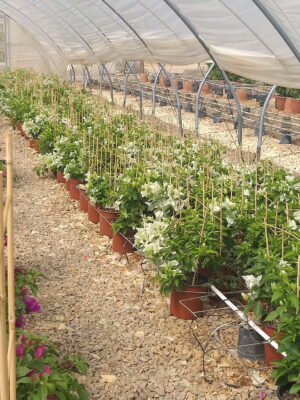 20211202_093734-scaled-1.jpg Arnelia Bougainvillea Rijnstar White 22cm Pot