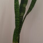 Sanserviera Trifasciata 15cm Pot (Snake Plant)