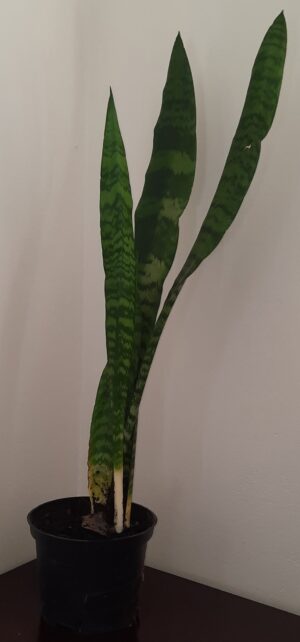 Sanserviera Trifasciata 15cm Pot (Snake Plant)