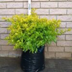 Duranta Sheenas Gold 20lt