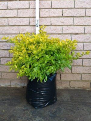 20L_Duranta_Gold.jpg Duranta Sheenas Gold 20lt