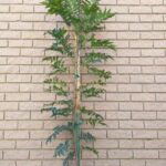 Ekebergia Capensis 20lt