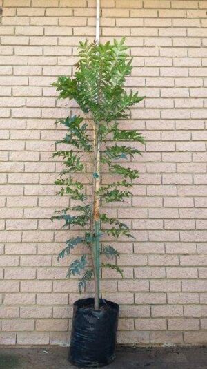 Ekebergia Capensis 20lt