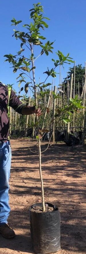 Riverbush Willow Tree 20lt