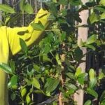 Syzygium Cordatum 20lt (Water Berry)