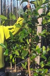 20l-Syzygium-cordatum.jpeg Syzygium Cordatum 20lt (Water Berry)