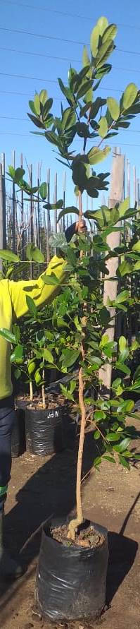 Syzygium Cordatum 20lt (Water Berry)