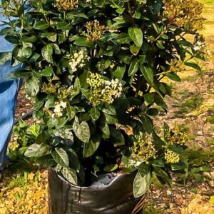 20l-Viburnum-tinus.jpg Viburnum Tinus Lucidum 20lt