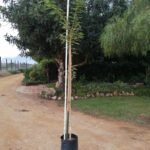 Acacia Sieberiana (Paperbark) 20lt