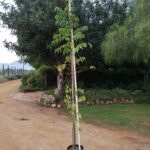 20lt-Celtis-Africana-2.2m.jpg Celtis Africana 20lt (White Stinkwood)