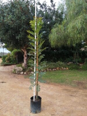 Ekebergia Capensis 20lt