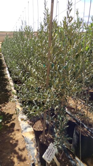 Olive Arbequina 20lt