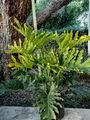 20lt-Philodendron-Selloum-Hope-0.7m.jpg Philodendron Selloum Hope 20lt
